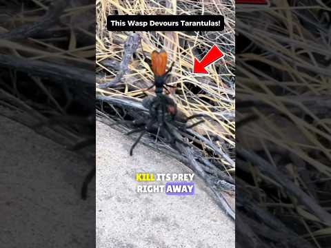 The Deadliest Sting: The Tarantula Hawk Wasp in Action!⚡🕷️